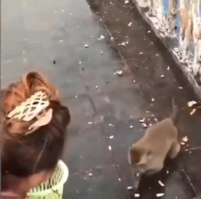 What a skillful collector