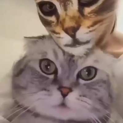 🙀