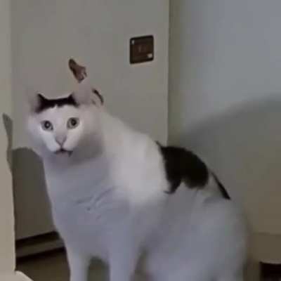 Ha