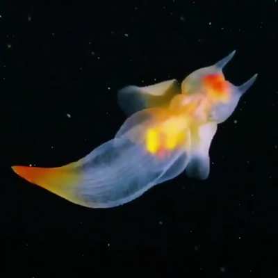 A Sea Angel (I think they are rare..not sure)
