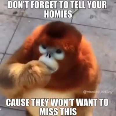 FUNKY MONKEY FRIDAY