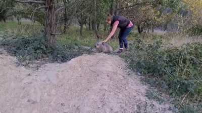 Pebbles is a playful wombat at a wombat sanctuary in south Australia