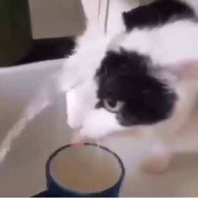 Se bugueó el gato