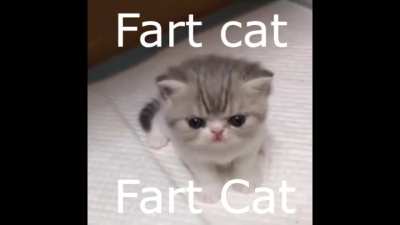 Fart Cat