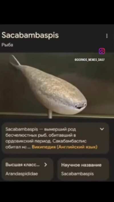 Sacabambaspis