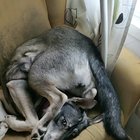 I think this summarizes my dog completely