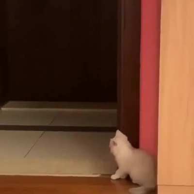 Little kitty making a prank.