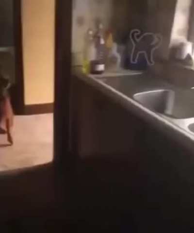 Cat goes YEET