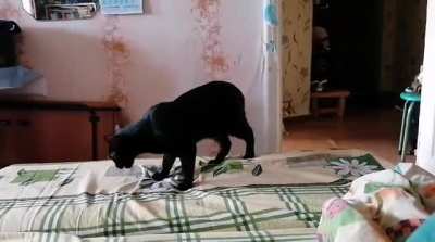 Кот, который носит палку