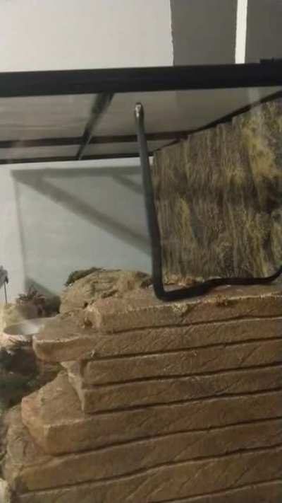 I just got my first snake yesterday, and I managed to catch a video of her being clumsy! Her name is Boba <3