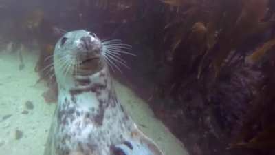 Friendly water dog.
