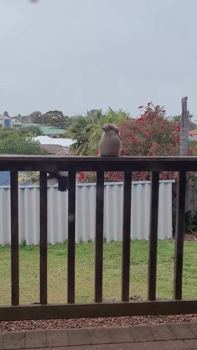 Kookaburra taking a beating!