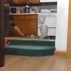 Oh Boy, Cheese