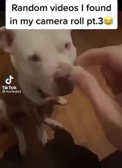 Dogs get no jellybeans!