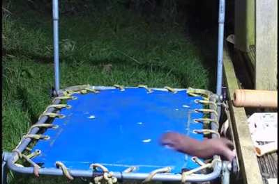 Just a stoat on a trampoline