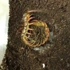 🔥 Proud mama centipede 🔥
