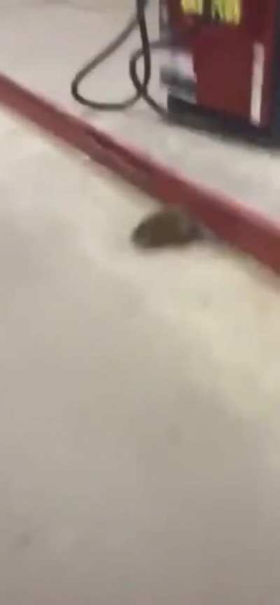 I think that's a rat