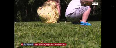 the RTL's update on the horrible mosquito that's ruining our summer in Luxembourg.