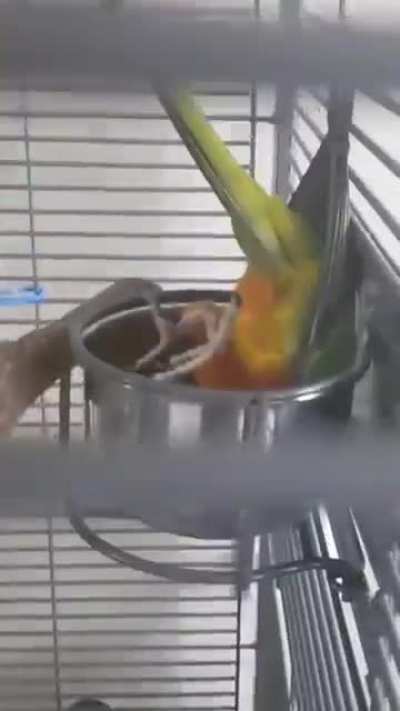 Owner thinks parrot is dead, While she sleeps upside down