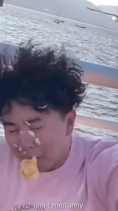How not to feed seagulls