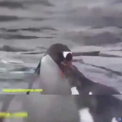 ♪É o amor[…]♪ 😂😂👌