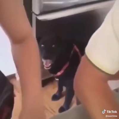 🧹🚫🐩