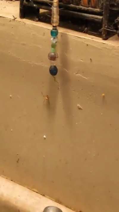 The most efficient way to deal with a spider.