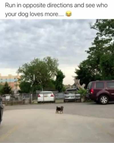 Dog.exe has stopped working