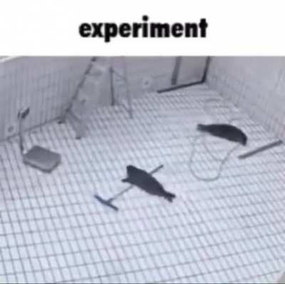 Experiment