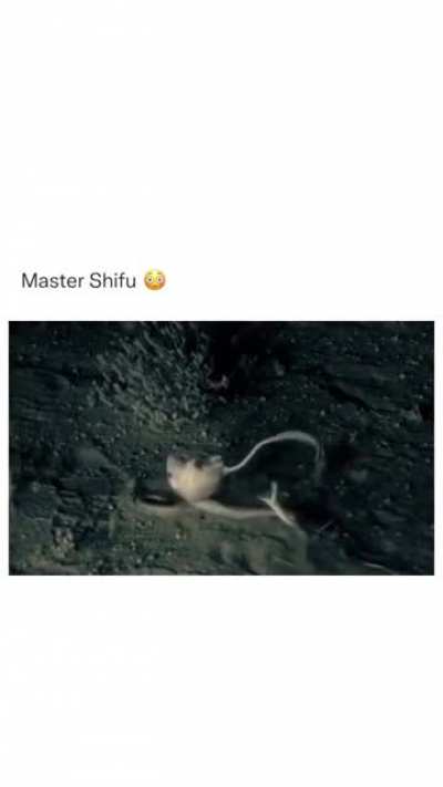 To catch a Rat
