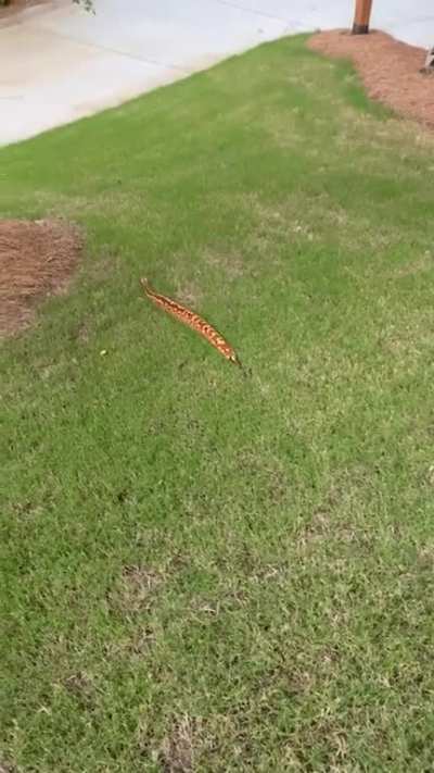 The fastest this snake has ever moved. Thanks, gravity!