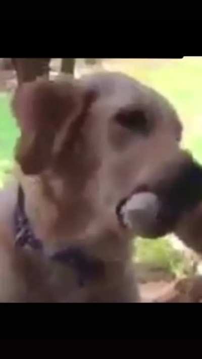 Cachorro lazarento