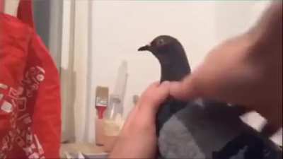 Pigeon