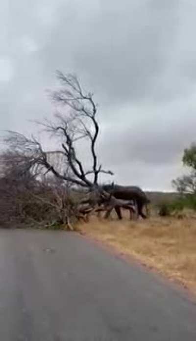 Lets put this tree in the way!