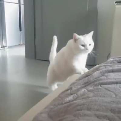 Good morning hooman