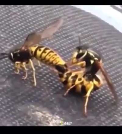 Wasps having fun