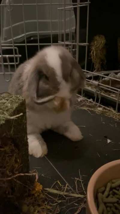 When you just can’t reach the goodest bit of ear