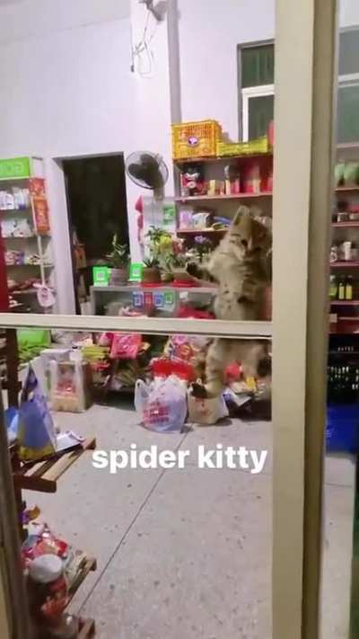 Its not a spider