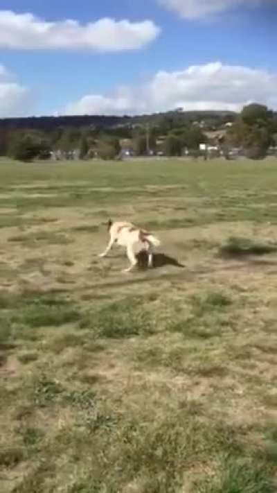 AERIAL THREAT - GET DOWN MR PRESIDENT