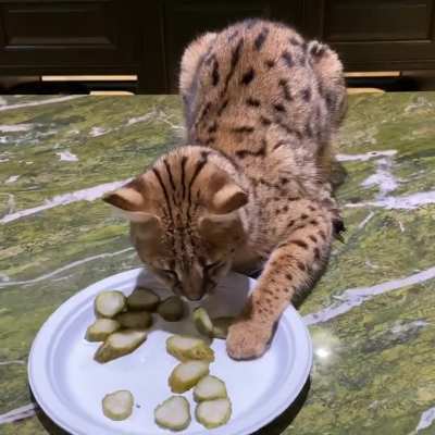 Lancelot’s in a Real pickle...