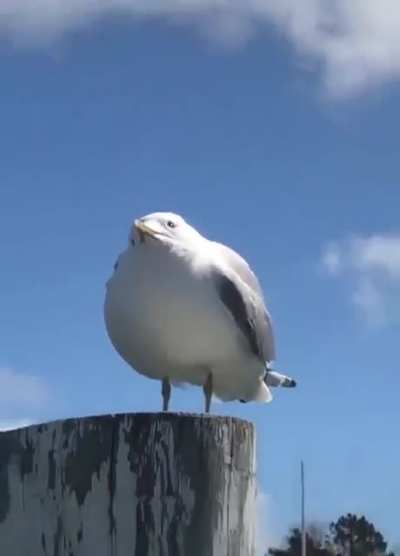 '-'