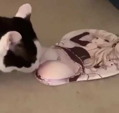 Gato otako 😯
