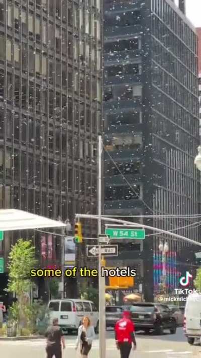 bee swarm in nyc