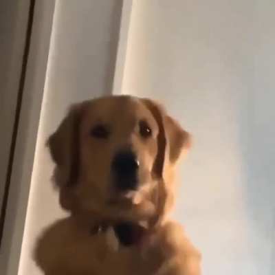 Who needs an alarm clock when you have him?