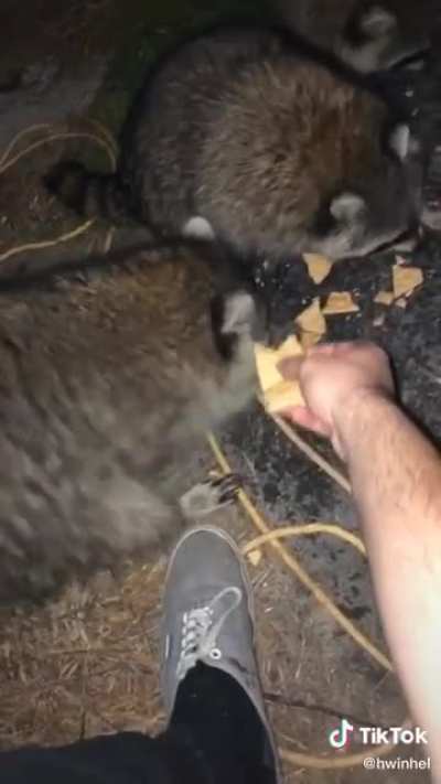 Trash pandas gang