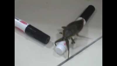Everybody a gangster until they see wings