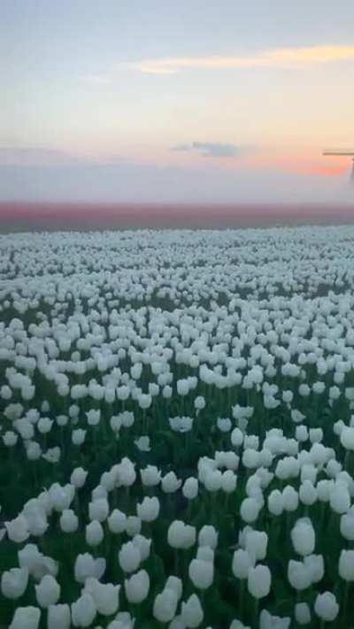 🔥Surreal tulip fields in Netherlands🔥