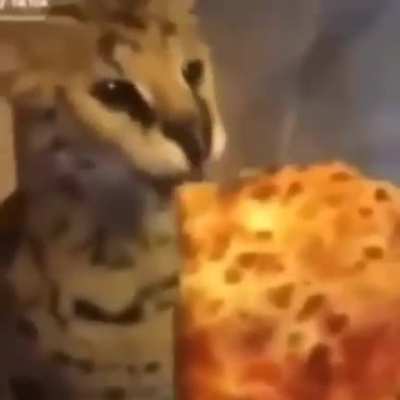 Serval
