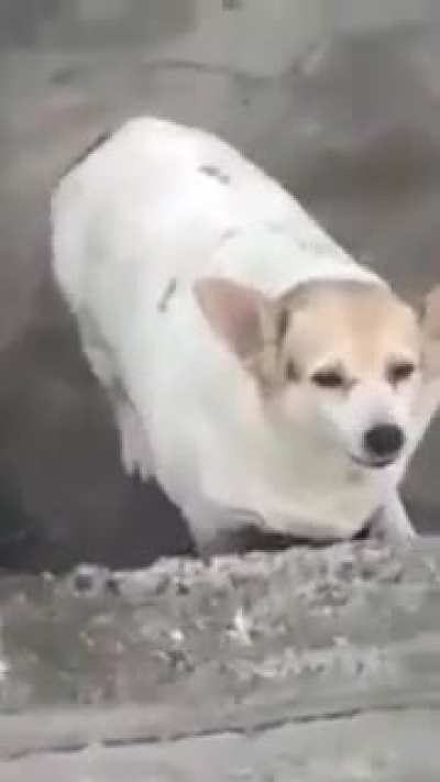 Cachorro rebaixado.
