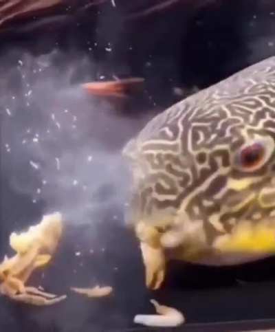 Mr crap s